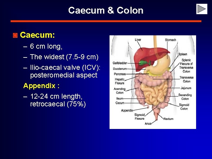 Caecum & Colon ◙ Caecum: – 6 cm long, – The widest (7. 5