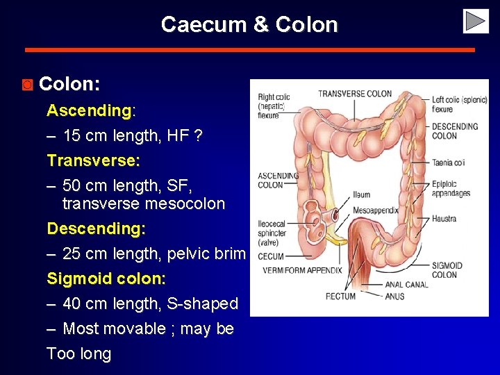 Caecum & Colon ◙ Colon: Ascending: – 15 cm length, HF ? Transverse: –