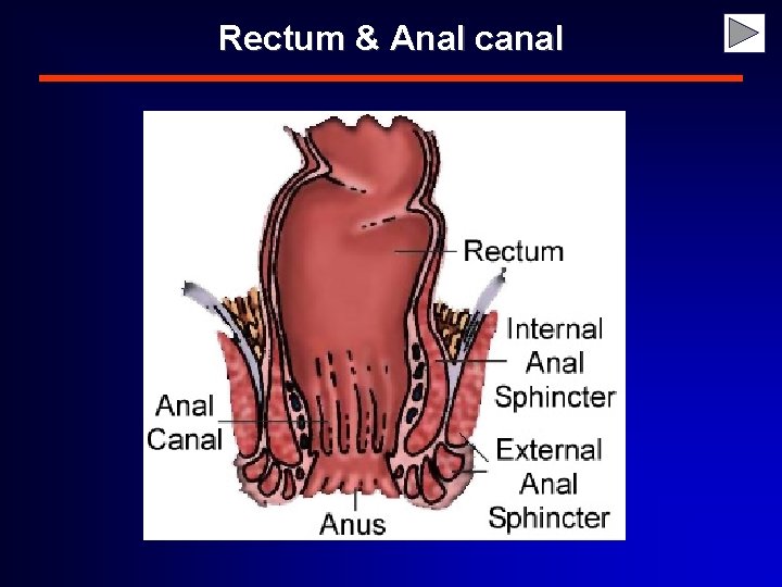 Rectum & Anal canal 