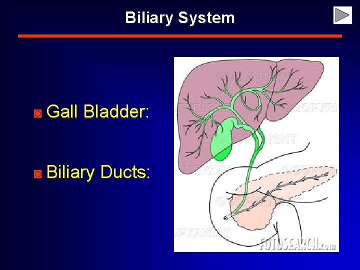 Biliary System ◙ Gall Bladder: ◙ Biliary Ducts: 