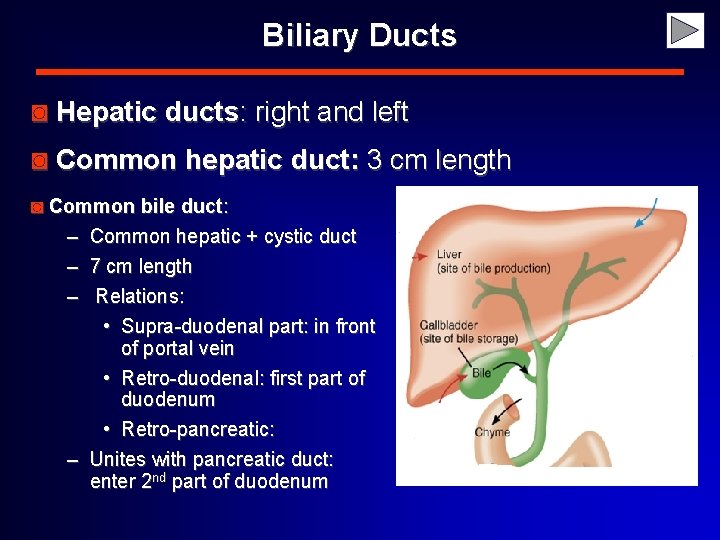 Biliary Ducts ◙ Hepatic ducts: right and left ◙ Common hepatic duct: 3 cm