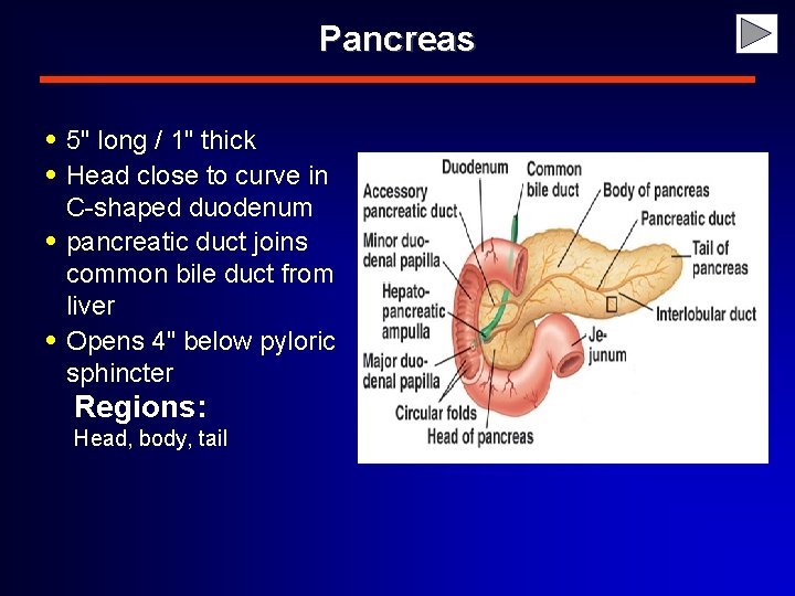 Pancreas • 5" long / 1" thick • Head close to curve in •