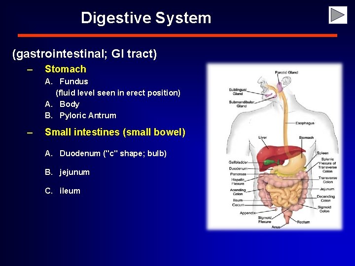 Digestive System (gastrointestinal; GI tract) – Stomach A. Fundus (fluid level seen in erect