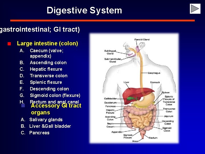 Digestive System gastrointestinal; GI tract) Large intestine (colon) A. B. C. D. E. F.