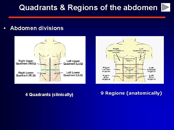 Quadrants & Regions of the abdomen • Abdomen divisions 4 Quadrants (clinically) 9 Regions