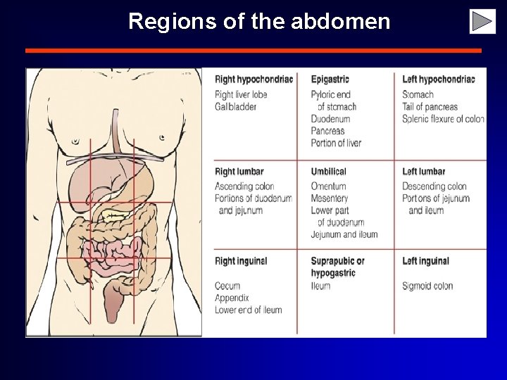 Regions of the abdomen 