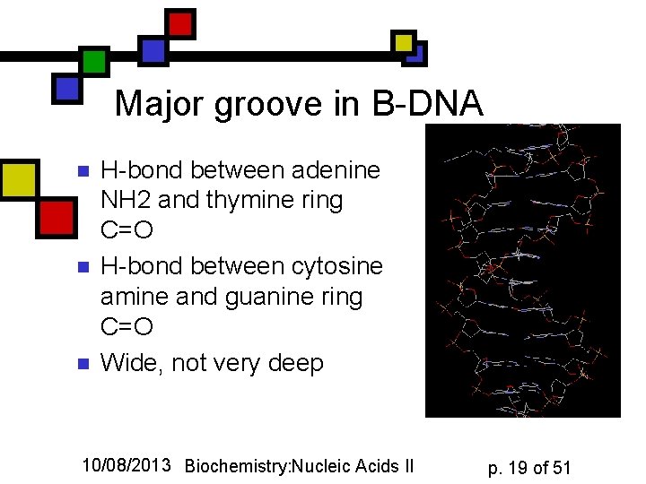 Major groove in B-DNA n n n H-bond between adenine NH 2 and thymine