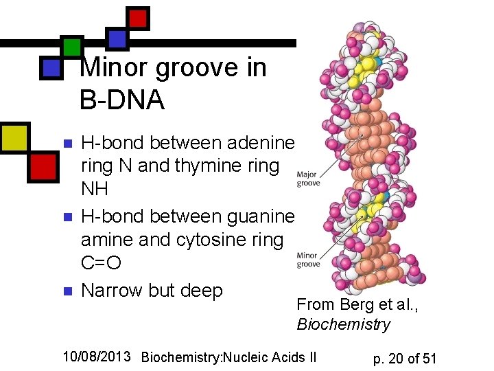 Minor groove in B-DNA n n n H-bond between adenine ring N and thymine