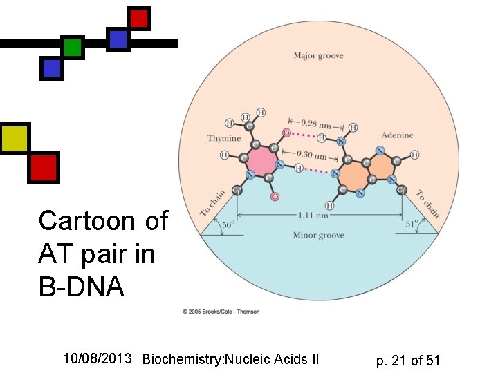 Cartoon of AT pair in B-DNA 10/08/2013 Biochemistry: Nucleic Acids II p. 21 of