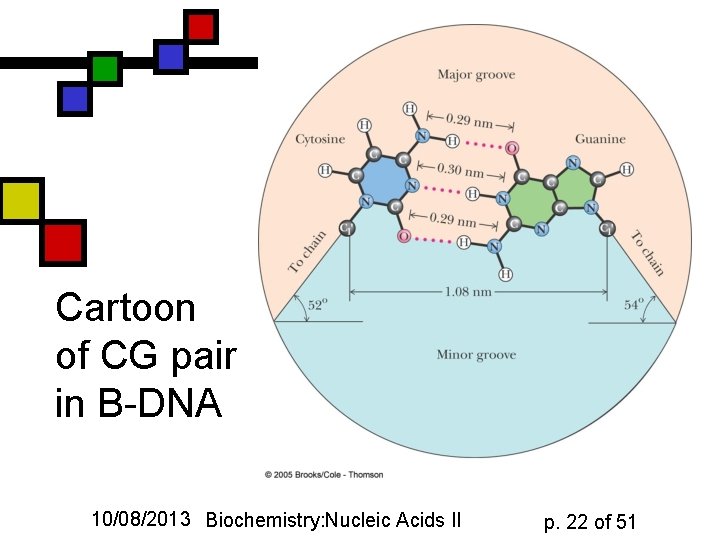 Cartoon of CG pair in B-DNA 10/08/2013 Biochemistry: Nucleic Acids II p. 22 of