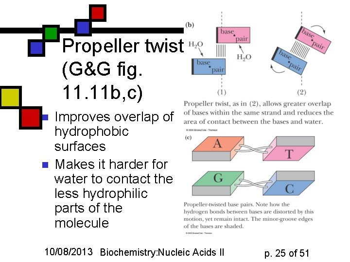 Propeller twist (G&G fig. 11 b, c) n n Improves overlap of hydrophobic surfaces