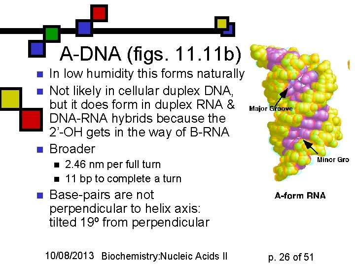 A-DNA (figs. 11 b) n n n In low humidity this forms naturally Not