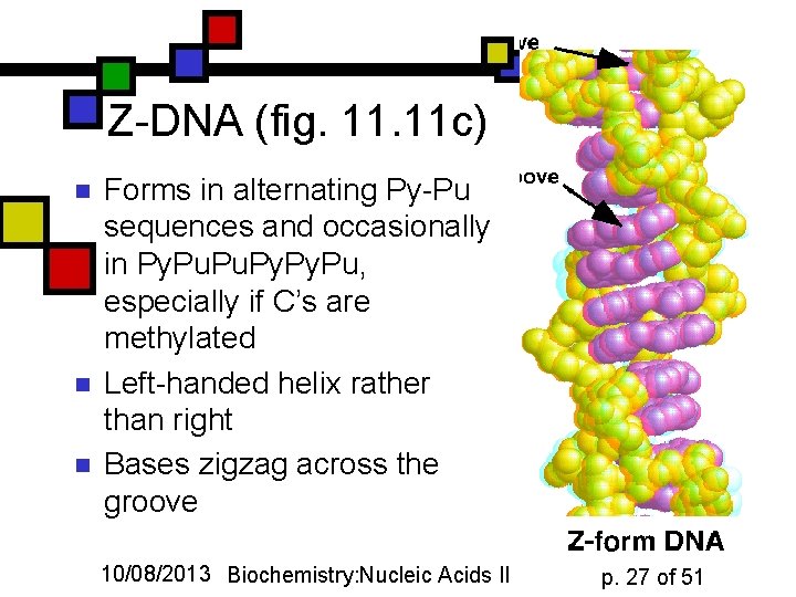 Z-DNA (fig. 11 c) n n n Forms in alternating Py-Pu sequences and occasionally