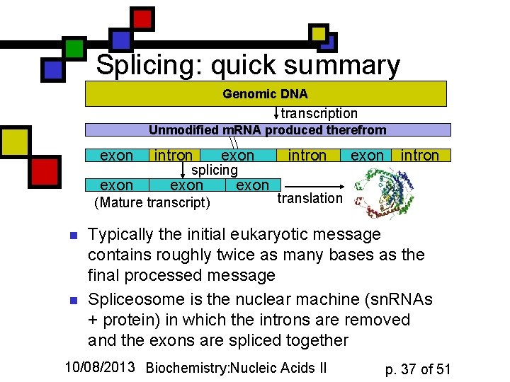 Splicing: quick summary Genomic DNA transcription Unmodified m. RNA produced therefrom exon intron splicing