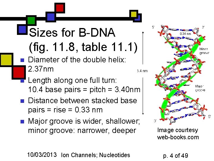 Sizes for B-DNA (fig. 11. 8, table 11. 1) n n Diameter of the