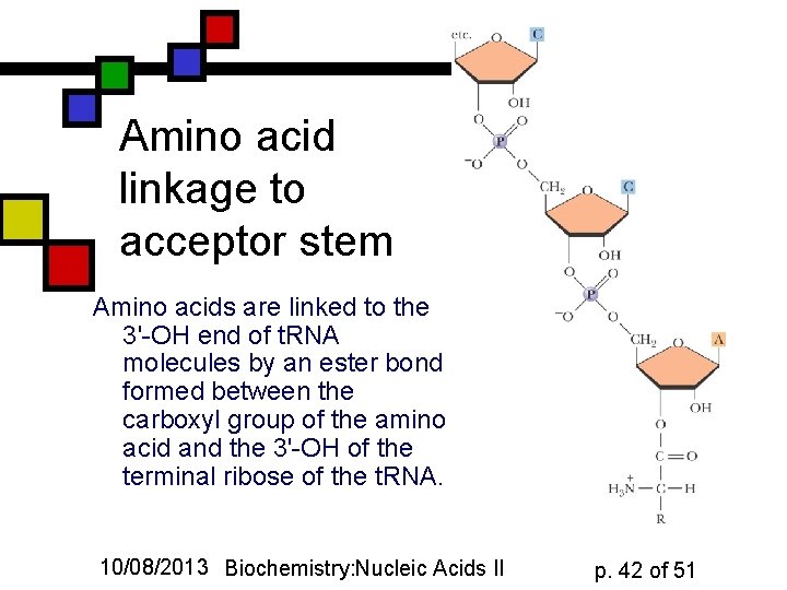 Amino acid linkage to acceptor stem Amino acids are linked to the 3'-OH end