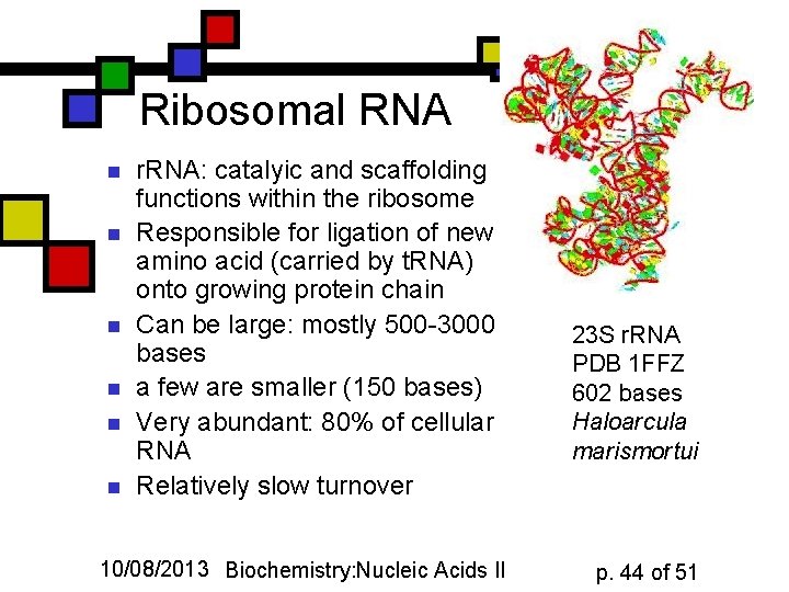 Ribosomal RNA n n n r. RNA: catalyic and scaffolding functions within the ribosome