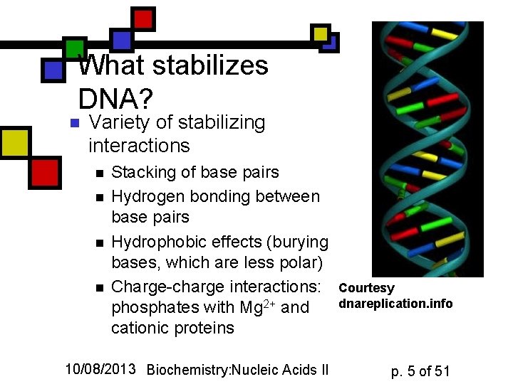 What stabilizes DNA? n Variety of stabilizing interactions n n Stacking of base pairs