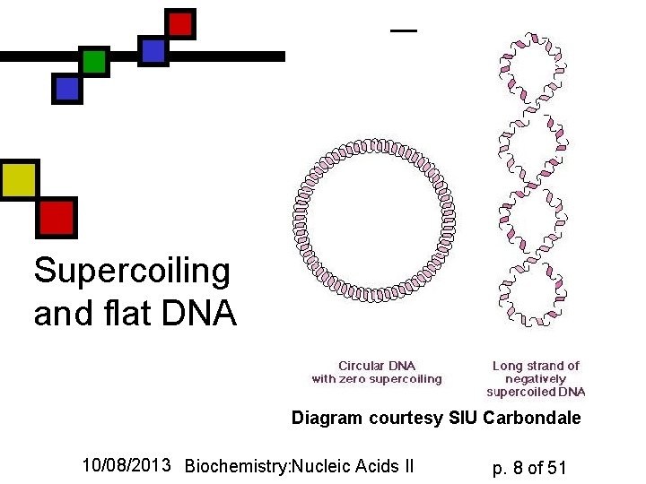 Supercoiling and flat DNA Diagram courtesy SIU Carbondale 10/08/2013 Biochemistry: Nucleic Acids II p.