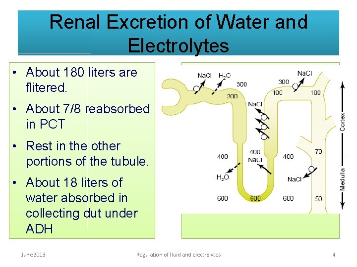 Renal Excretion of Water and Electrolytes • About 180 liters are flitered. • About