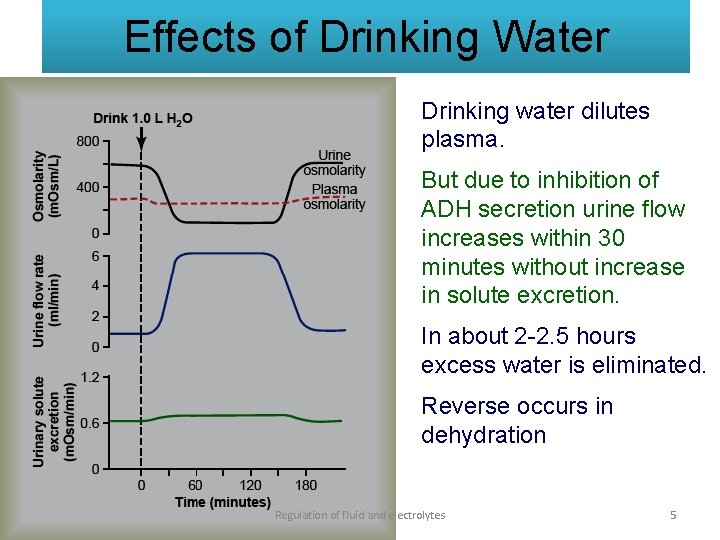 Effects of Drinking Water Drinking water dilutes plasma. But due to inhibition of ADH