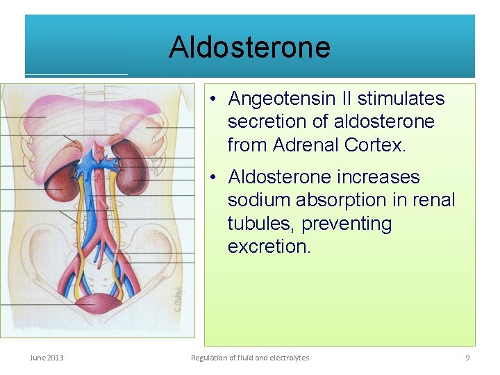 Aldosterone • Angeotensin II stimulates secretion of aldosterone from Adrenal Cortex. • Aldosterone increases