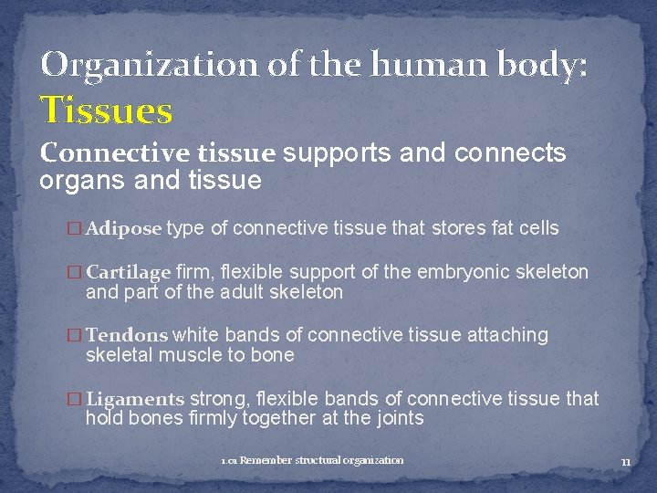 Organization of the human body: Tissues Connective tissue supports and connects organs and tissue