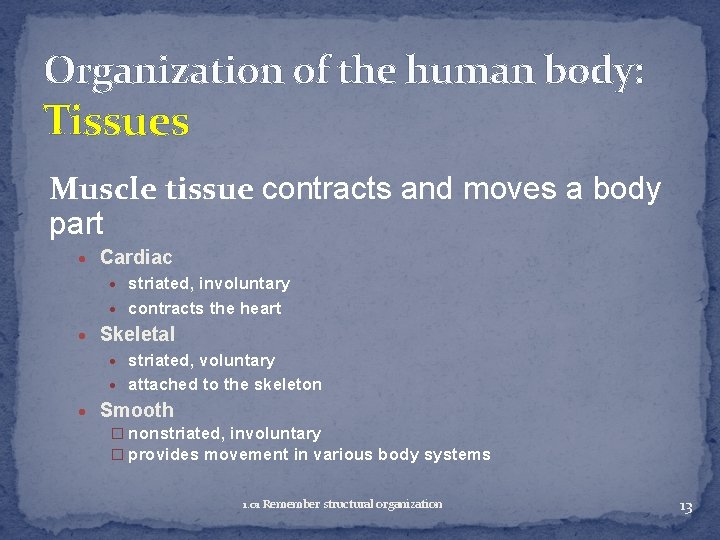 Organization of the human body: Tissues Muscle tissue contracts and moves a body part
