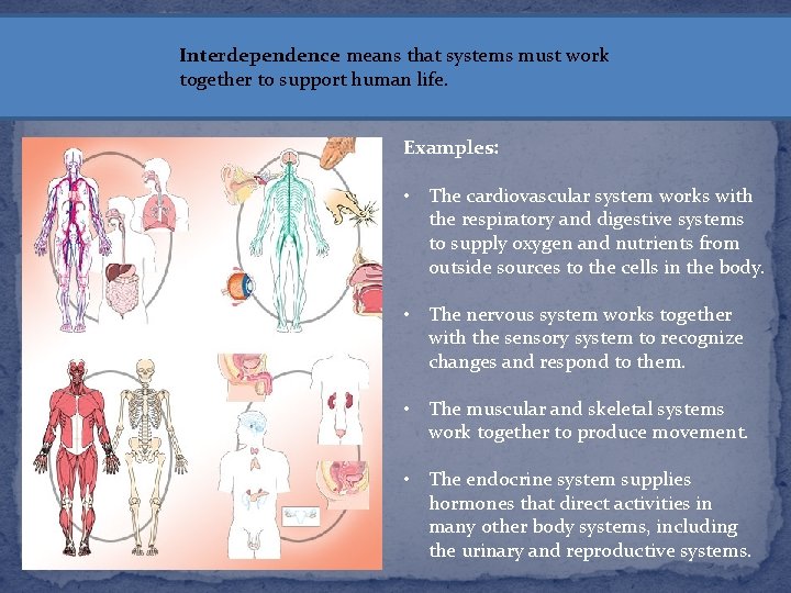 Interdependence means that systems must work together to support human life. Examples: • The