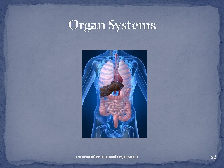 Organ Systems 1. 01 Remember structural organization 26 