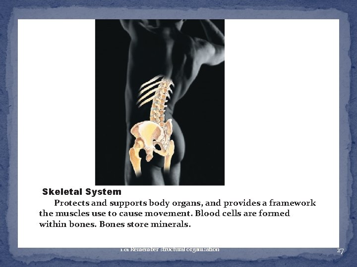 Skeletal System Protects and supports body organs, and provides a framework the muscles use