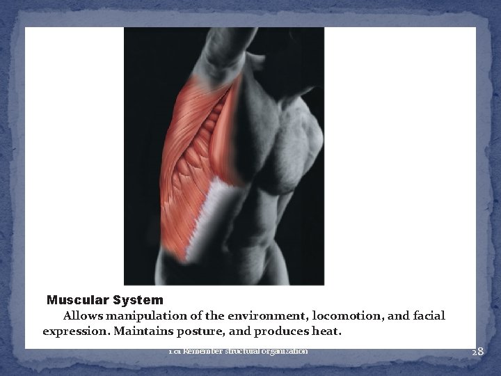 Muscular System Allows manipulation of the environment, locomotion, and facial expression. Maintains posture, and