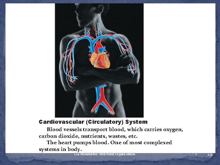 Cardiovascular (Circulatory) System Blood vessels transport blood, which carries oxygen, carbon dioxide, nutrients, wastes,