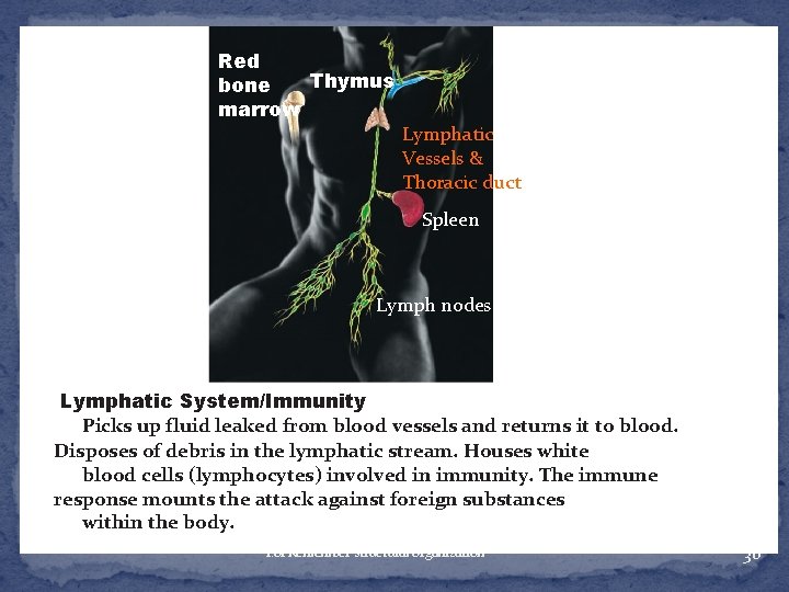 Red Thymus bone marrow Lymphatic Vessels & Thoracic duct Spleen Lymph nodes Lymphatic System/Immunity