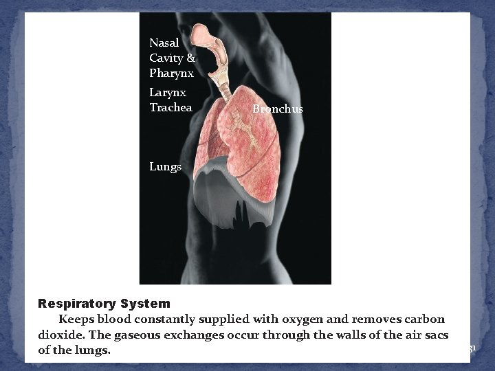 Nasal Cavity & Pharynx Larynx Trachea Bronchus Lungs Respiratory System Keeps blood constantly supplied