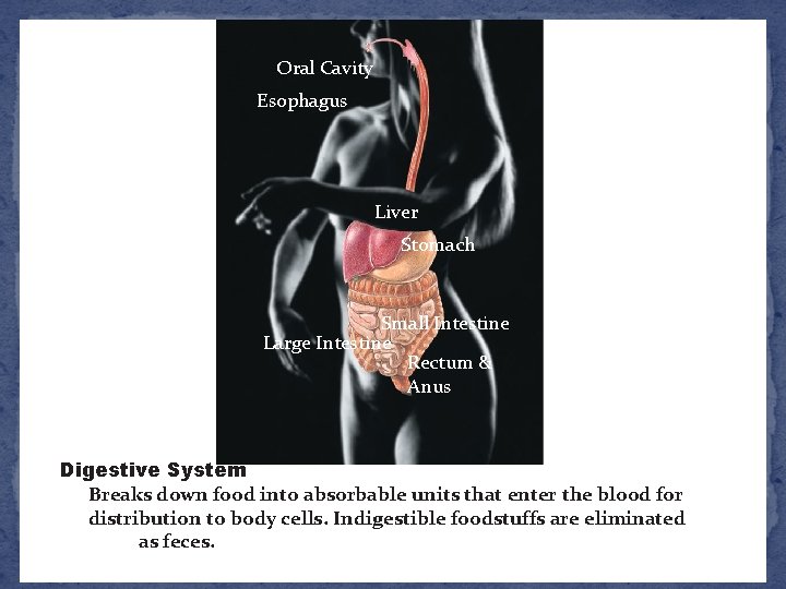 Oral Cavity Esophagus Liver Stomach Small Intestine Large Intestine Rectum & Anus Digestive System