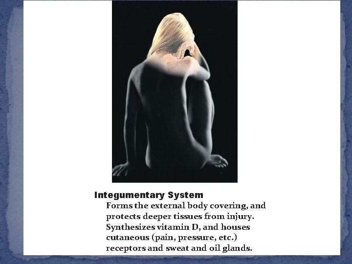 Integumentary System Forms the external body covering, and protects deeper tissues from injury. Synthesizes