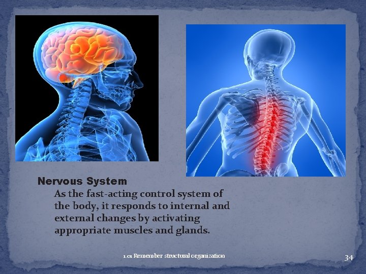 Nervous System As the fast-acting control system of the body, it responds to internal