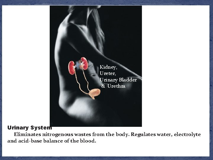 Kidney, Ureter, Urinary Bladder & Urethra Urinary System Eliminates nitrogenous wastes from the body.