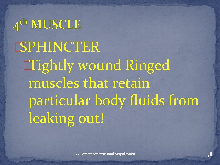 4 th MUSCLE �SPHINCTER �Tightly wound Ringed muscles that retain particular body fluids from