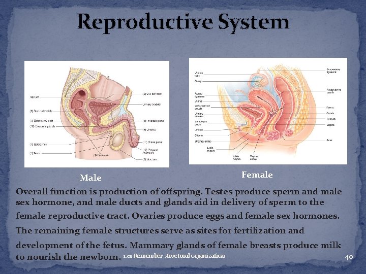 Reproductive System Female Male Overall function is production of offspring. Testes produce sperm and