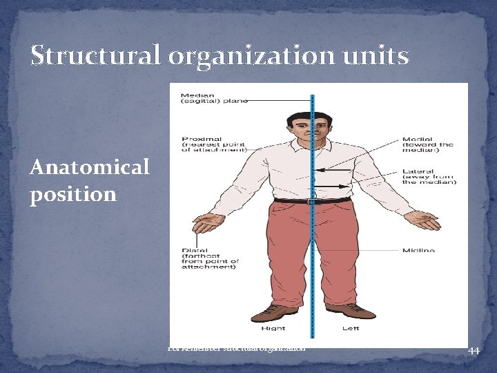 Structural organization units Anatomical position 1. 01 Remember structural organization 44 