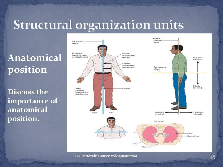 Structural organization units Anatomical position Discuss the importance of anatomical position. 1. 01 Remember