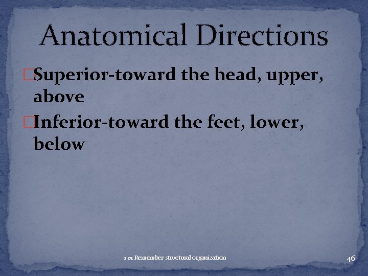 Anatomical Directions �Superior-toward the head, upper, above �Inferior-toward the feet, lower, below 1. 01