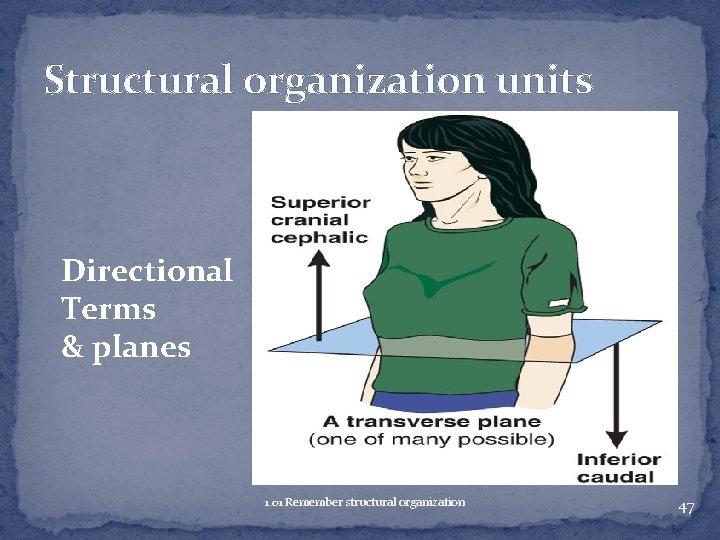 Structural organization units Directional Terms & planes 1. 01 Remember structural organization 47 