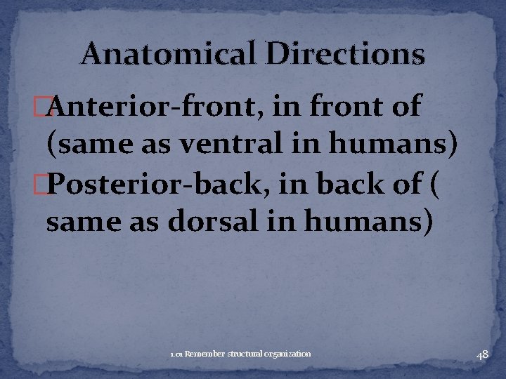 Anatomical Directions �Anterior-front, in front of (same as ventral in humans) �Posterior-back, in back