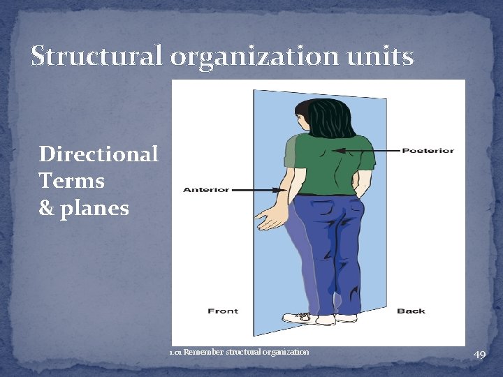 Structural organization units Directional Terms & planes 1. 01 Remember structural organization 49 