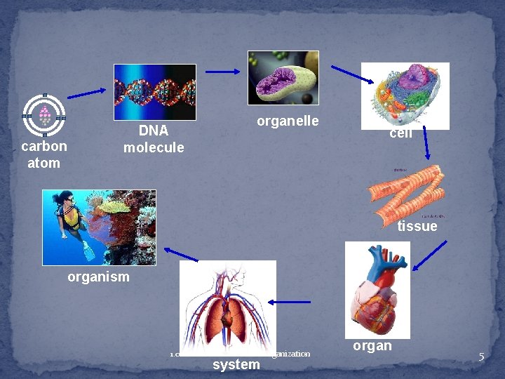 carbon atom DNA molecule organelle cell tissue organism organ system 1. 01 Remember structural