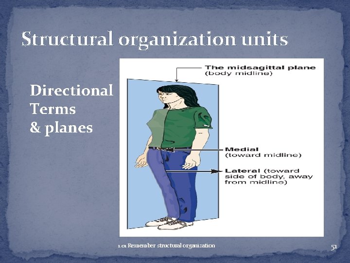 Structural organization units Directional Terms & planes 1. 01 Remember structural organization 51 