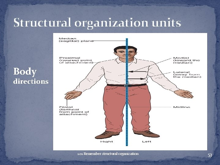 Structural organization units Body directions 1. 01 Remember structural organization 53 